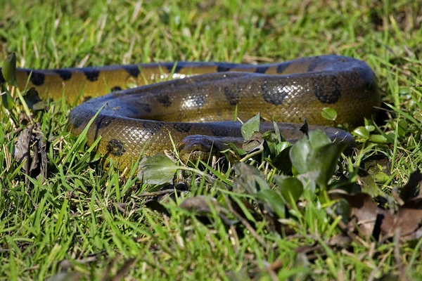 Green Anaconda Eunectes Murinus Los Lianos Venezuela — Stock Photo, Image