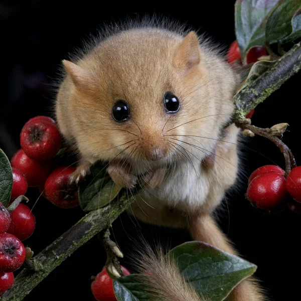 Dormouse Zwyczajna Muscardinus Avellanarius Normandia — Zdjęcie stockowe