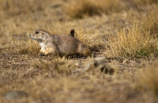 Perro Pradera Cola Negra Cynomys Ludovicianus Wyoming — Foto de Stock