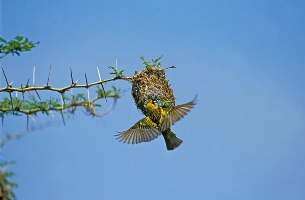 Village Weaver Ploceus Cucullatus Vrouw Vlucht Bij Nest Tanzania — Stockfoto