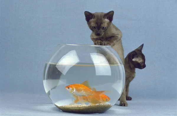 Zibeline Birmano Gato Doméstico Gatito Jugando Con Peces — Foto de Stock