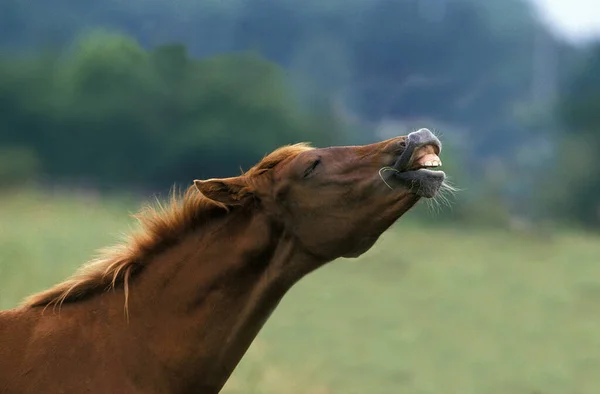 Anglo Arab Horse Vuxen Flehmen — Stockfoto
