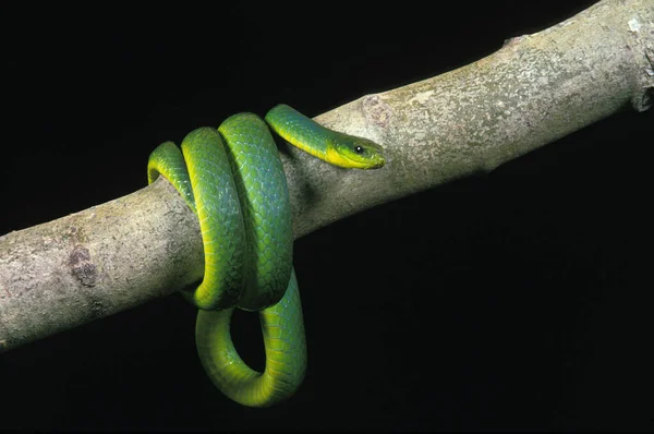 Зеленая Змея Офеодрис Майор Черном Фоне — стоковое фото