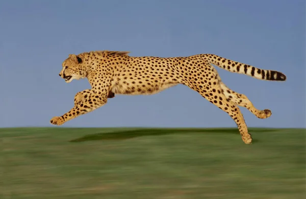 Cheetah Acinonyx Jubatus Correr — Fotografia de Stock