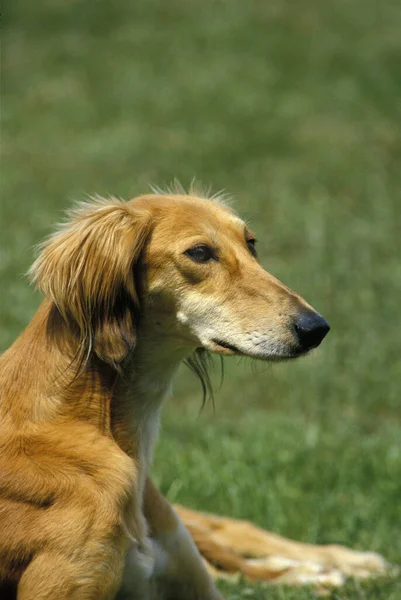 Chien Saluki Portrait Adulte — Photo