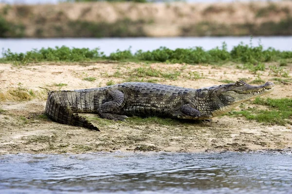 Caiman Espetacular Crocodilo Caiman Los Lianos Venezuela — Fotografia de Stock