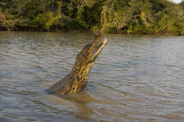 Caiman Espetacular Crocodilo Caiman Rio Los Lianos Venezuela — Fotografia de Stock