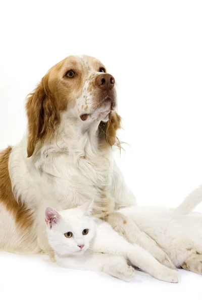 Γαλλικά Spaniel Αρσενικό Σκυλί Κανέλα Χρώμα Και Λευκό Οικόσιτο Γάτα — Φωτογραφία Αρχείου