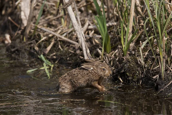 European Brown Hare Lepus Europaeus Leveret Crossing Waterhole Normandia — Fotografia de Stock