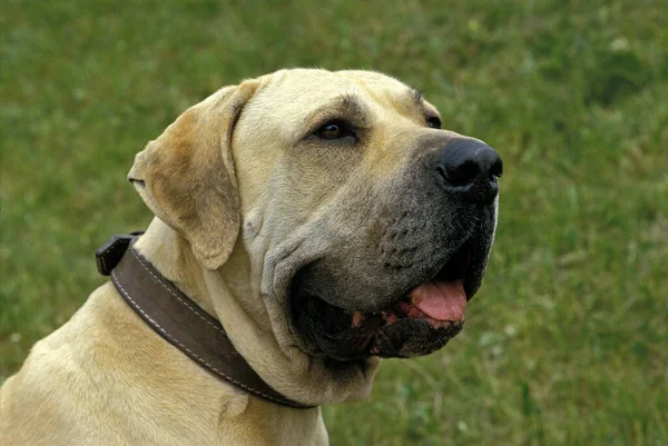 Fila Brasileiro Dog Breed Brazil — Stock Photo, Image