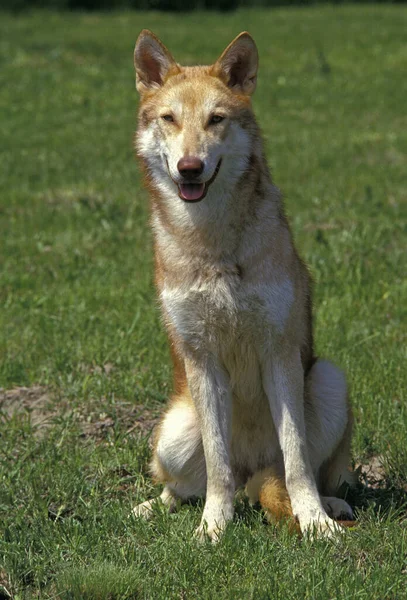 Saarloos Wolfhound Hund Ras Från Nederländerna — Stockfoto