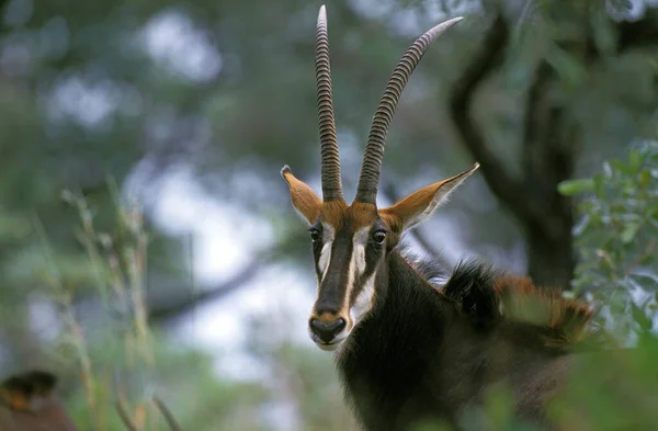 Sable Antelope Hippotragus Niger Ritratto Donna Sudafrica — Foto Stock