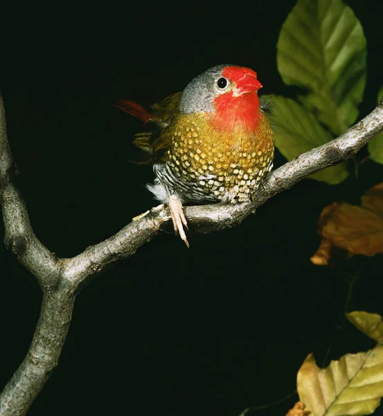 Wiener Finch Áll Branch — Stock Fotó