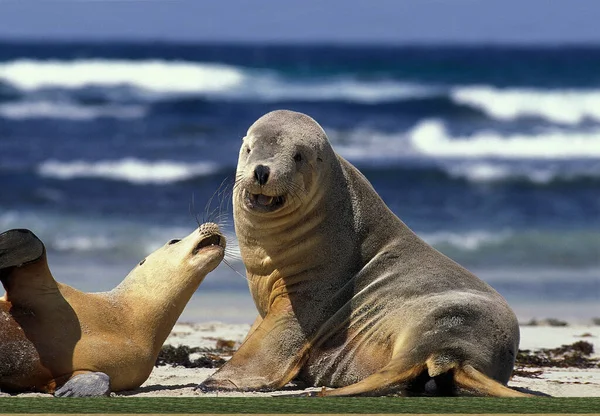 Australian Sea Lion, neophoca cinerea standing on Beach, Australia