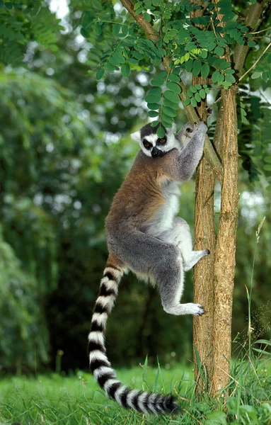 Anel Cauda Lemur Lêmure Catta Adulto Descendo Árvore — Fotografia de Stock