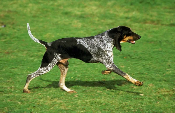 Grande Blue Gascony Hound Cão Macho Correndo Grama — Fotografia de Stock