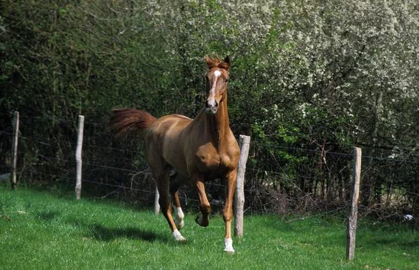 Anglo Arabische Paard Volwassen Rotting — Stockfoto