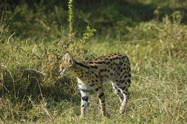 Serval Leptailurus Serval Felnőtt Masai Mara Park Kenyában — Stock Fotó