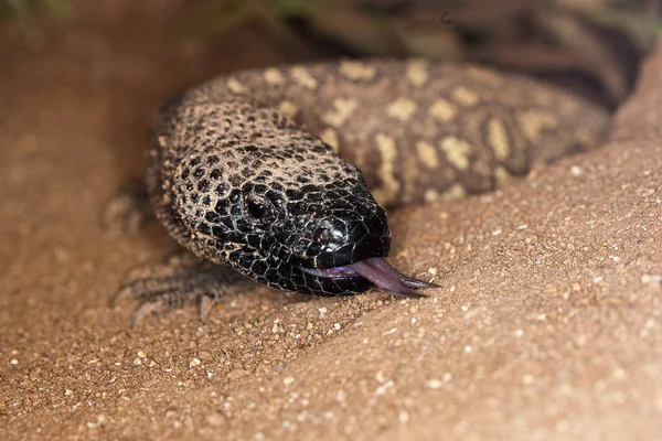 Beaded Lizard Heloderma Horridum Adult Tongue Out Venomous Specy — 스톡 사진