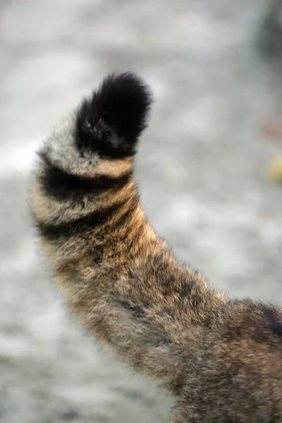 European Wildcat Felis Silvestris Close Tail — Stock Photo, Image