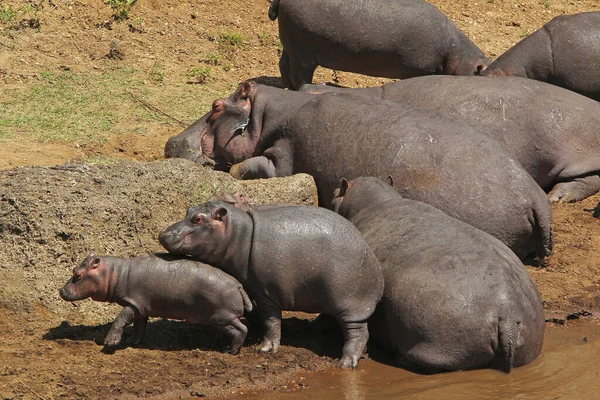 Hipopótamo Anfibio Hipopótamo Grupo Que Duerme Cerca Del Río Masai — Foto de Stock