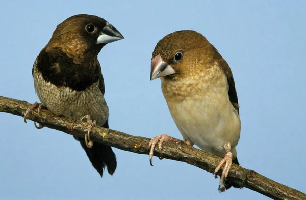African Silverbill Lonchura Cantans Pair Standing Branch — Stock Photo, Image