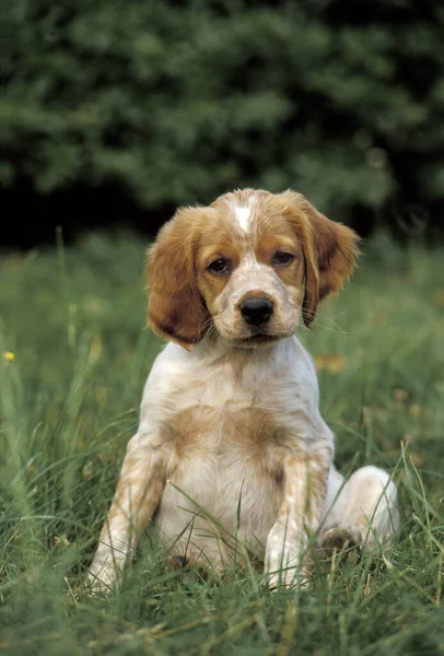 Bretagne Spaniel Dog Valpen Sitter Gräs — Stockfoto