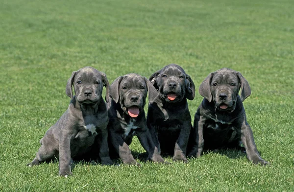 Chien Mastiff Napolitain Pup Assis Sur Pelouse — Photo