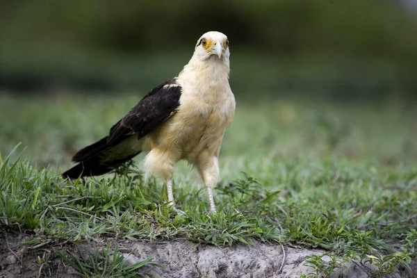 Yellow Headed Caracara Milvago Chimachima Los Lianos Venezuela — стокове фото