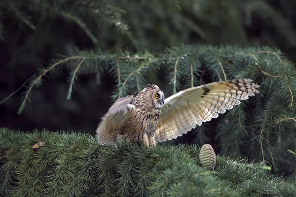 Long Eared Owl Asio Otus Adult Standing Branch Απογείωση Νορμανδία — Φωτογραφία Αρχείου