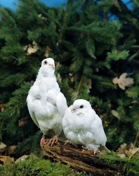 Gołąb Biały Tło Naturalne — Zdjęcie stockowe