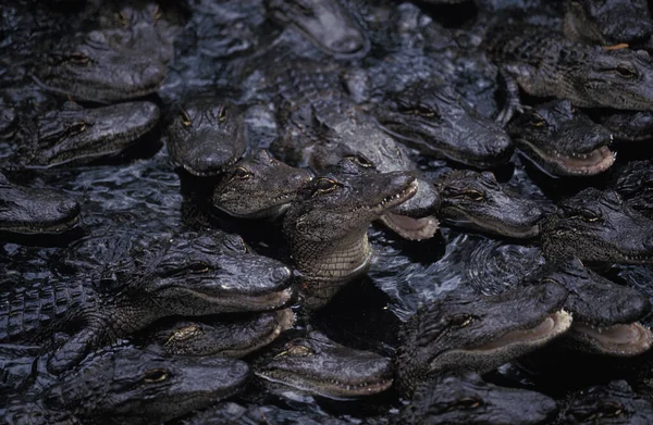 American Alligator Alligator Mississipiensis Group Youngs — Stock Photo, Image