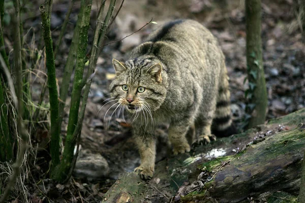 Europäische Wildkatze Felis Silvestris — Stockfoto