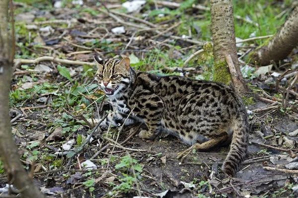 Gato Leopardo Prionailurus Bengalensis Snarling — Fotografia de Stock