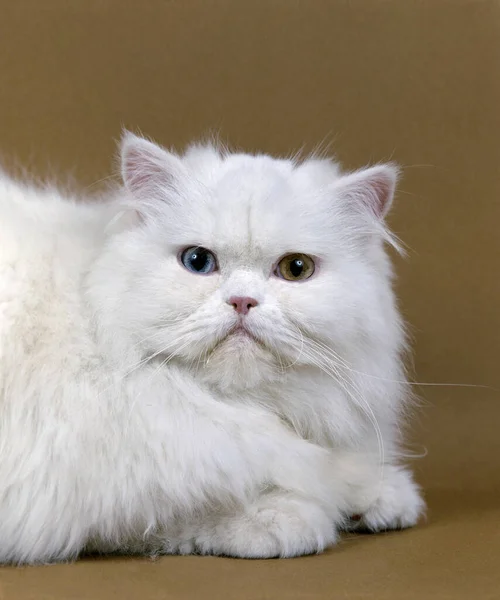 Білий Перський Кіт — стокове фото
