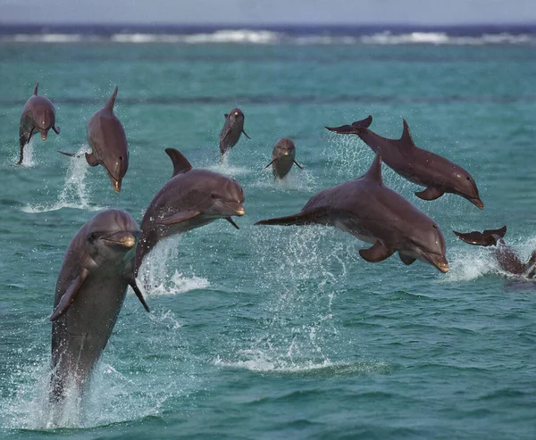 Delfines Nariz Botella Tursiops Truncatus Saltar Honduras —  Fotos de Stock