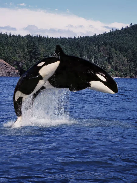 Φάλαινα Δολοφόνος Orcinus Orca Μητέρα Και Calf Leaping Καναδάς — Φωτογραφία Αρχείου
