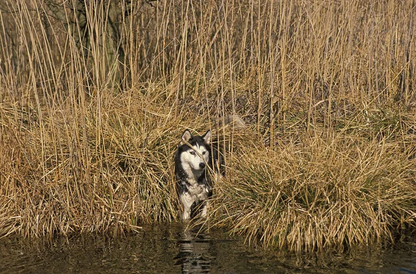 Sibirischer Husky Hund Wasser — Stockfoto