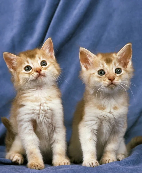 Fawn Somali Gato Doméstico Gatitos —  Fotos de Stock