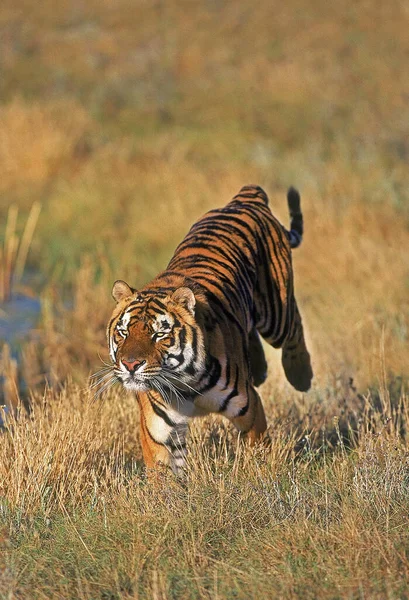 Bengaalse Tijger Panthera Tigris Tigris Rijdende Volwassene — Stockfoto