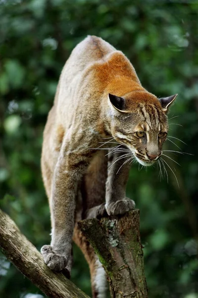 Asian Golden Cat Temmink Cat Catopuma Temmincki Adult — Stock Photo, Image