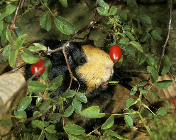 Морская Свинка Cavia Porcellus — стоковое фото