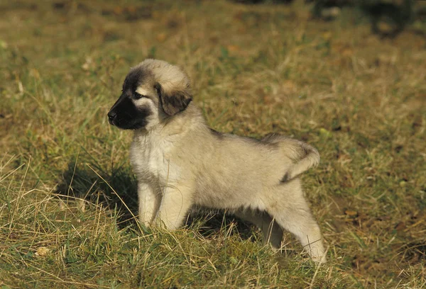 Anatolian Shepherd Dog Coban Kopegi Filhote Cachorro — Fotografia de Stock