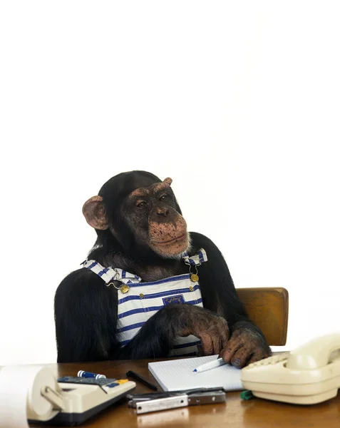 Chimpancé Trogloditas Pan Animales Entrenados Con Ropa Hombre — Foto de Stock