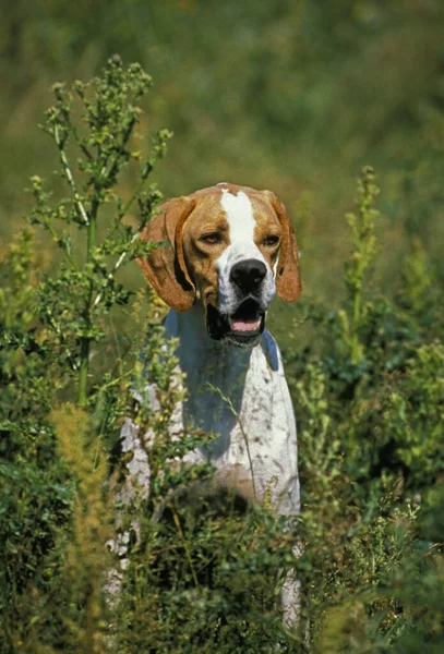 Pointer Dog Stojící Poli — Stock fotografie