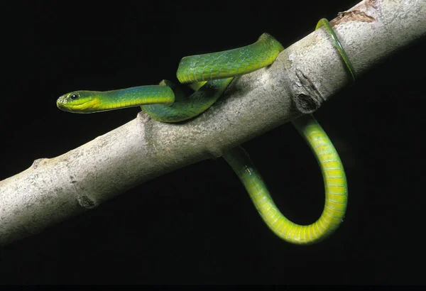 Serpent Vert Opheodrys Major Sur Fond Noir — Photo