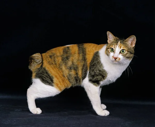 Japanese Bobtail Domestic Cat against Black Background