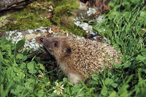 Európai Sündisznó Erinaceus Europaeus Normandia — Stock Fotó