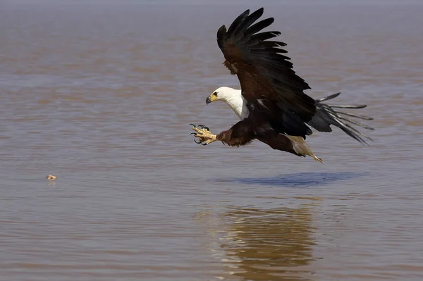 African Fish Eagle Haliaeetus Vocifer Ενηλίκων Στην Πτήση Ψάρεμα Στη — Φωτογραφία Αρχείου