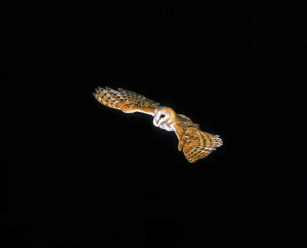 Barn Owl Tyto Alba Adult Flight — Stock Photo, Image